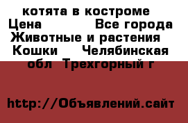 котята в костроме › Цена ­ 2 000 - Все города Животные и растения » Кошки   . Челябинская обл.,Трехгорный г.